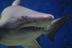 Hai: Angriff oder Mitfahrgelegenheit