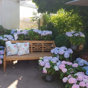 Hortensie Everbloom, Gaertnerei Hennrich und Bothe Saarlouis Fraulautern