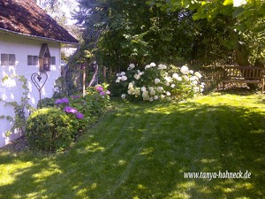 Waldhortensie Annabell und Bauernhortensien