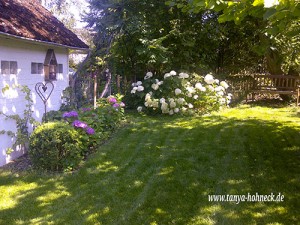 Waldhortensie Annabell und Bauernhortensien