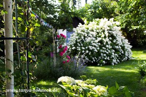 Wildrose im Landhausgarten